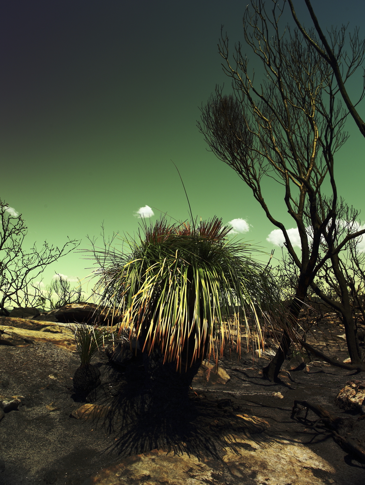 A Burnt down Barrenjoey Headland at Palm Beach