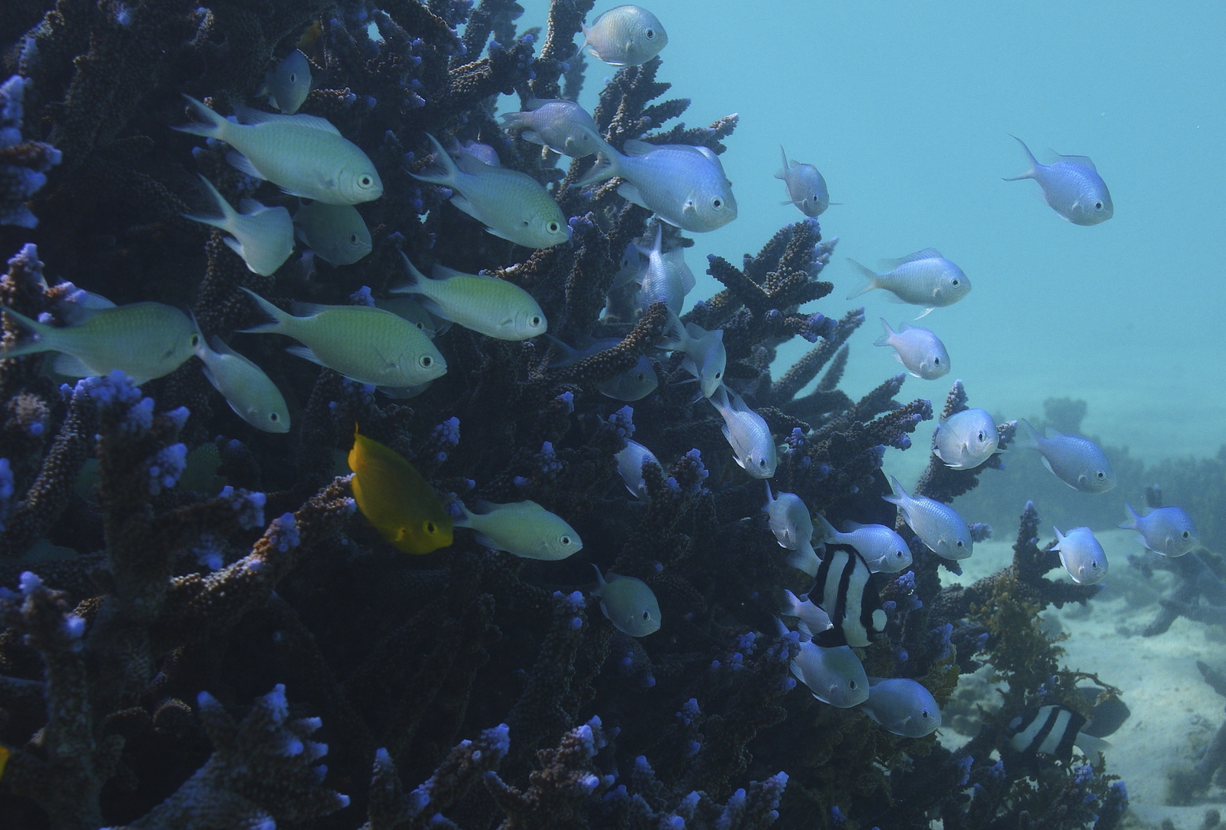 Snorkeling at Oyster Stacks, Ningaloo Reef Western Australia