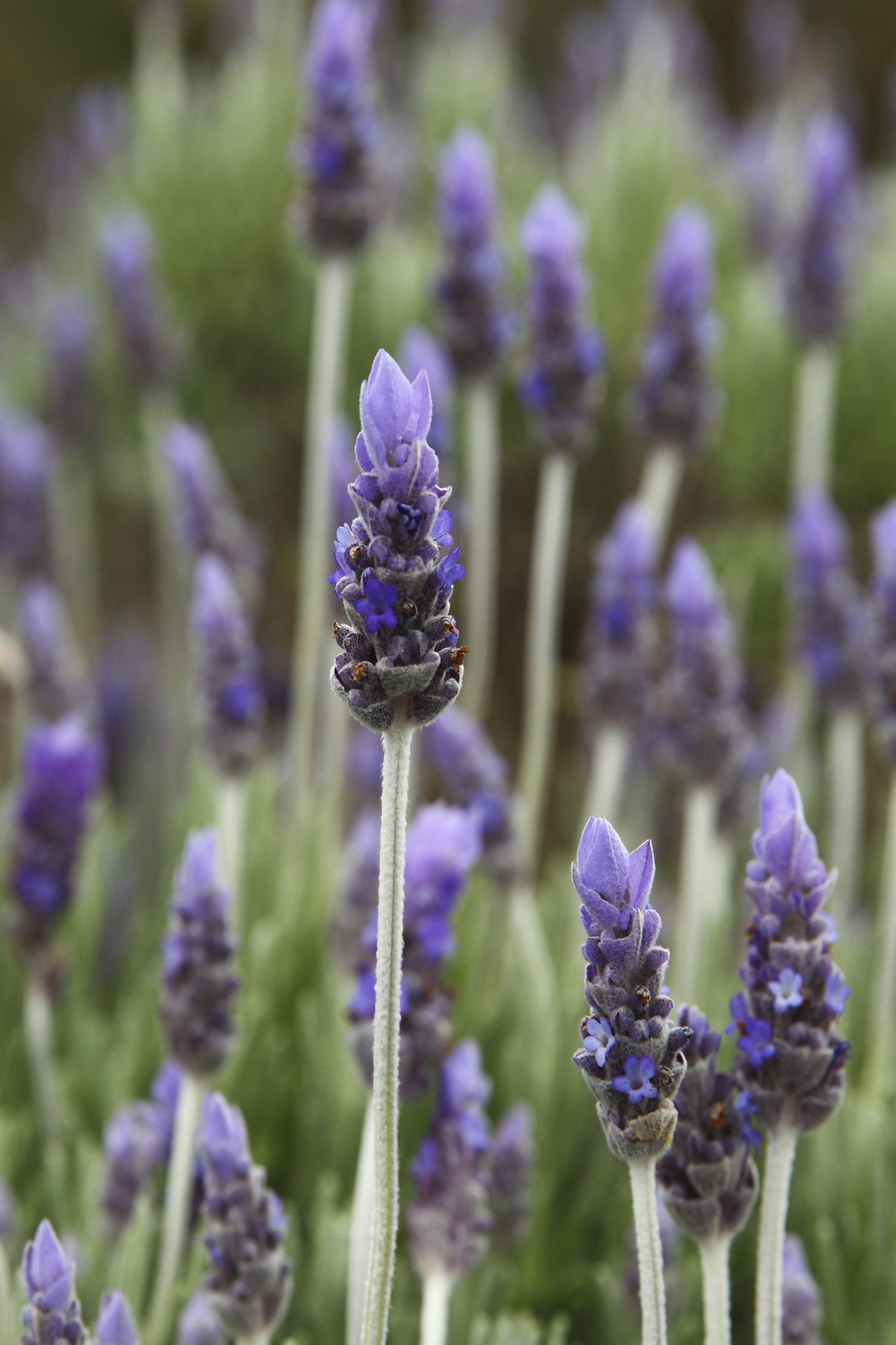 Lavender Farms, Old Homes and the Mighty Murray