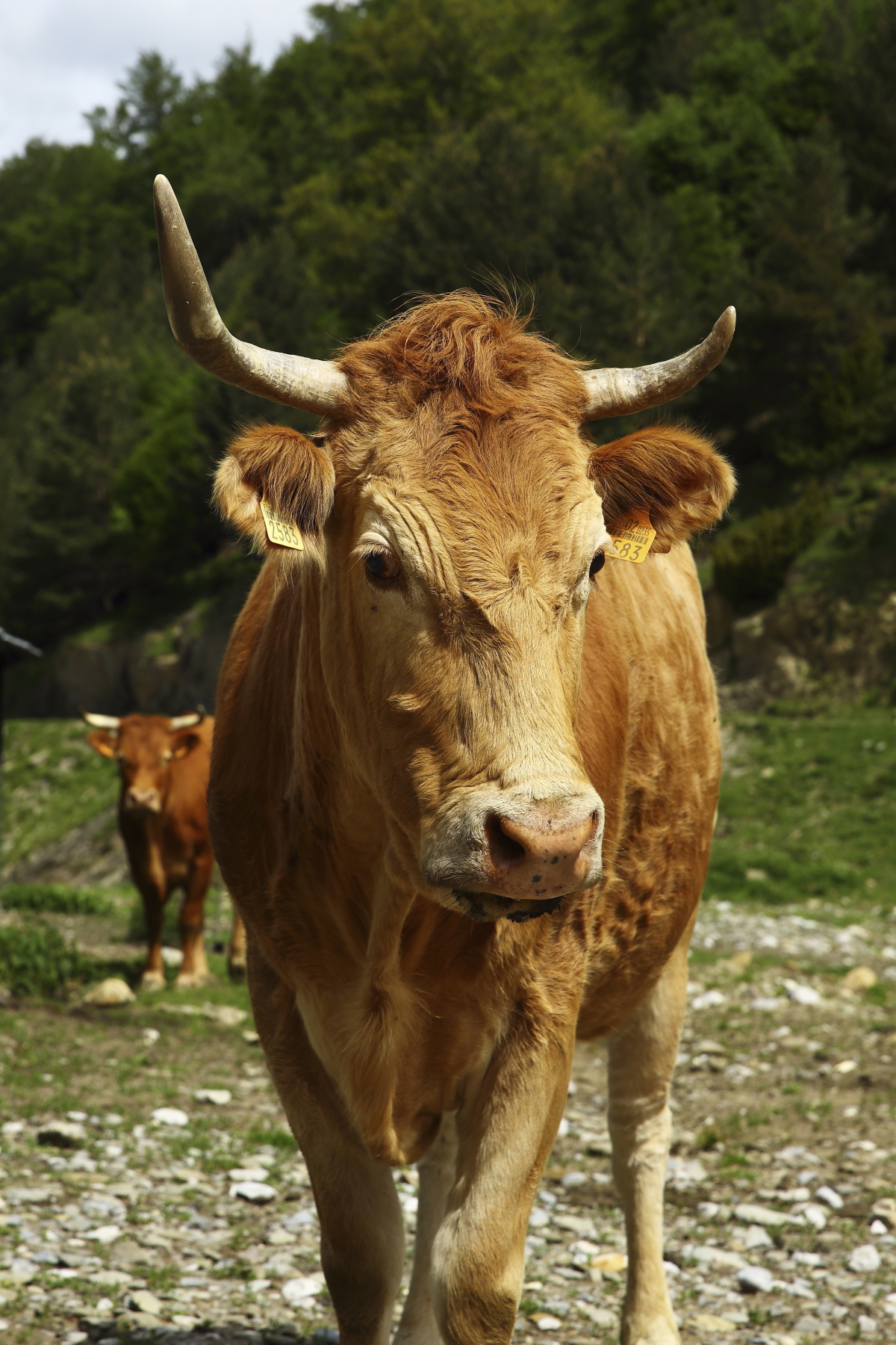 Horses, flowers, lambs and cows on the Spanish side