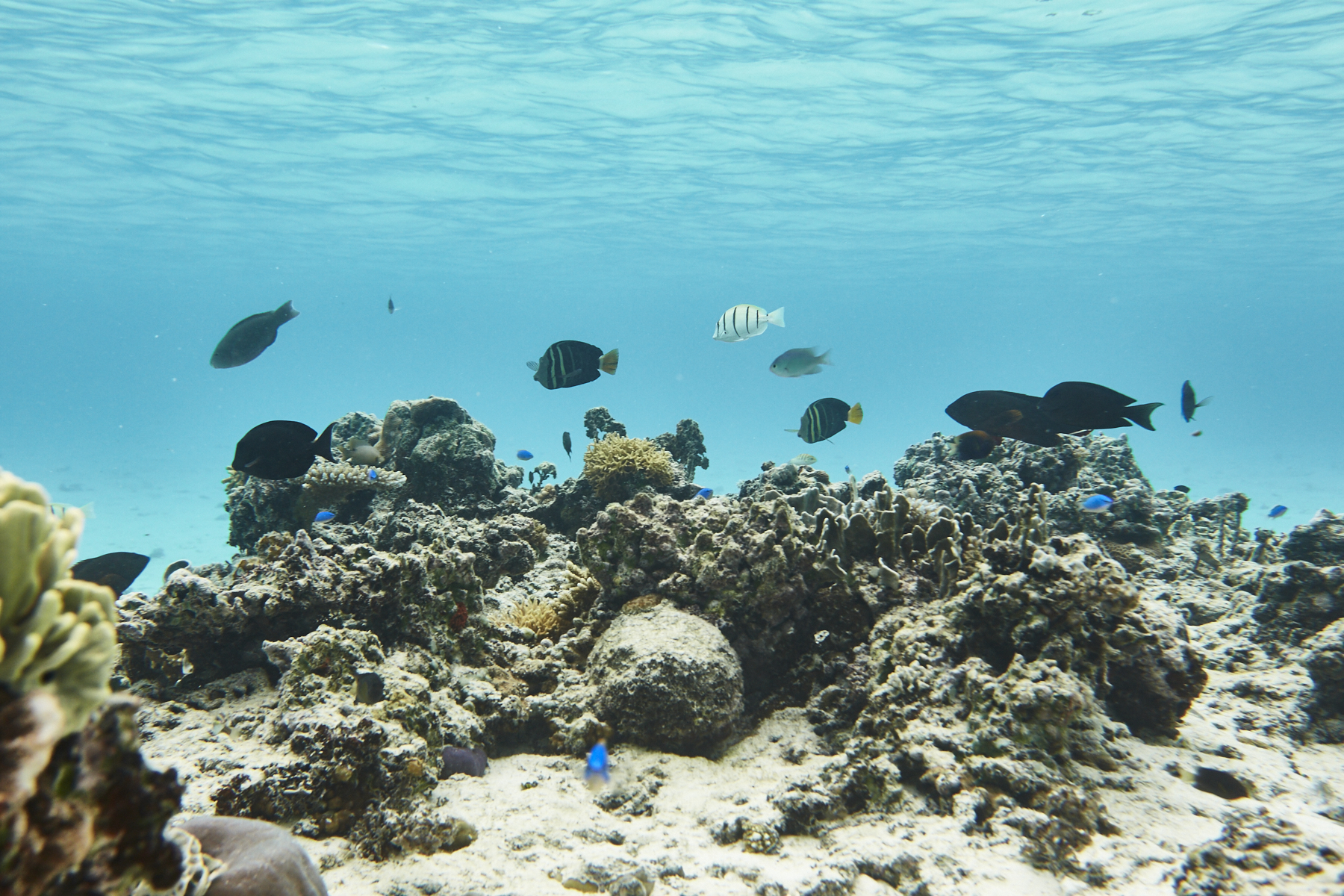 Another day at Tropica Island another snorkeling trip