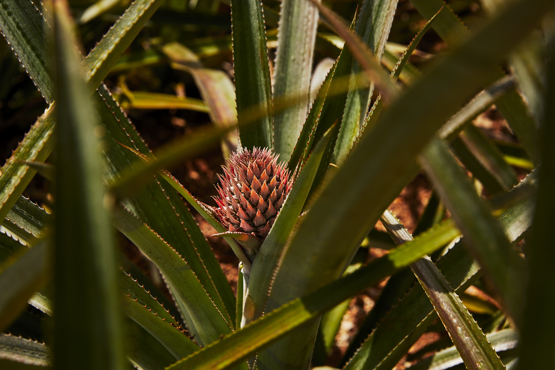 Mo’orea Pineapple fields