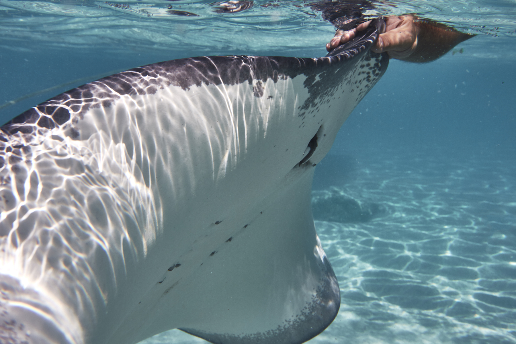 Shark and Ray Swim Mo’orea, Tahiti