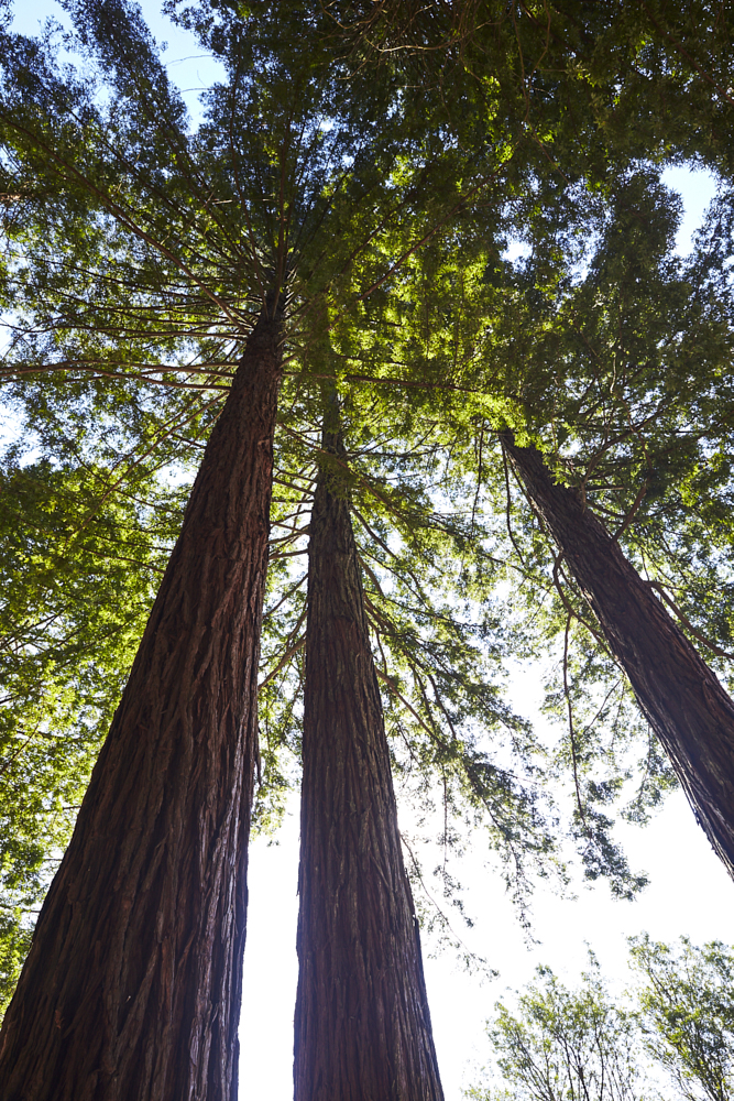 Redwoods Cedars Whakarewarewa Forest Rotorua New Zealand