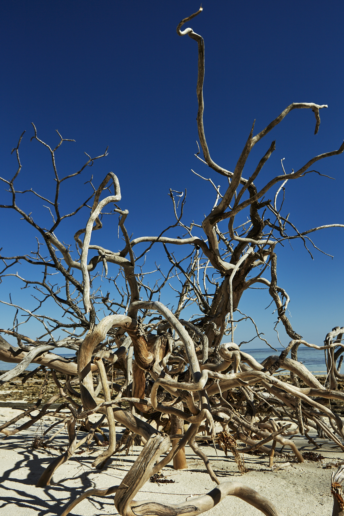 Heron Island, reef island paradise – day 1