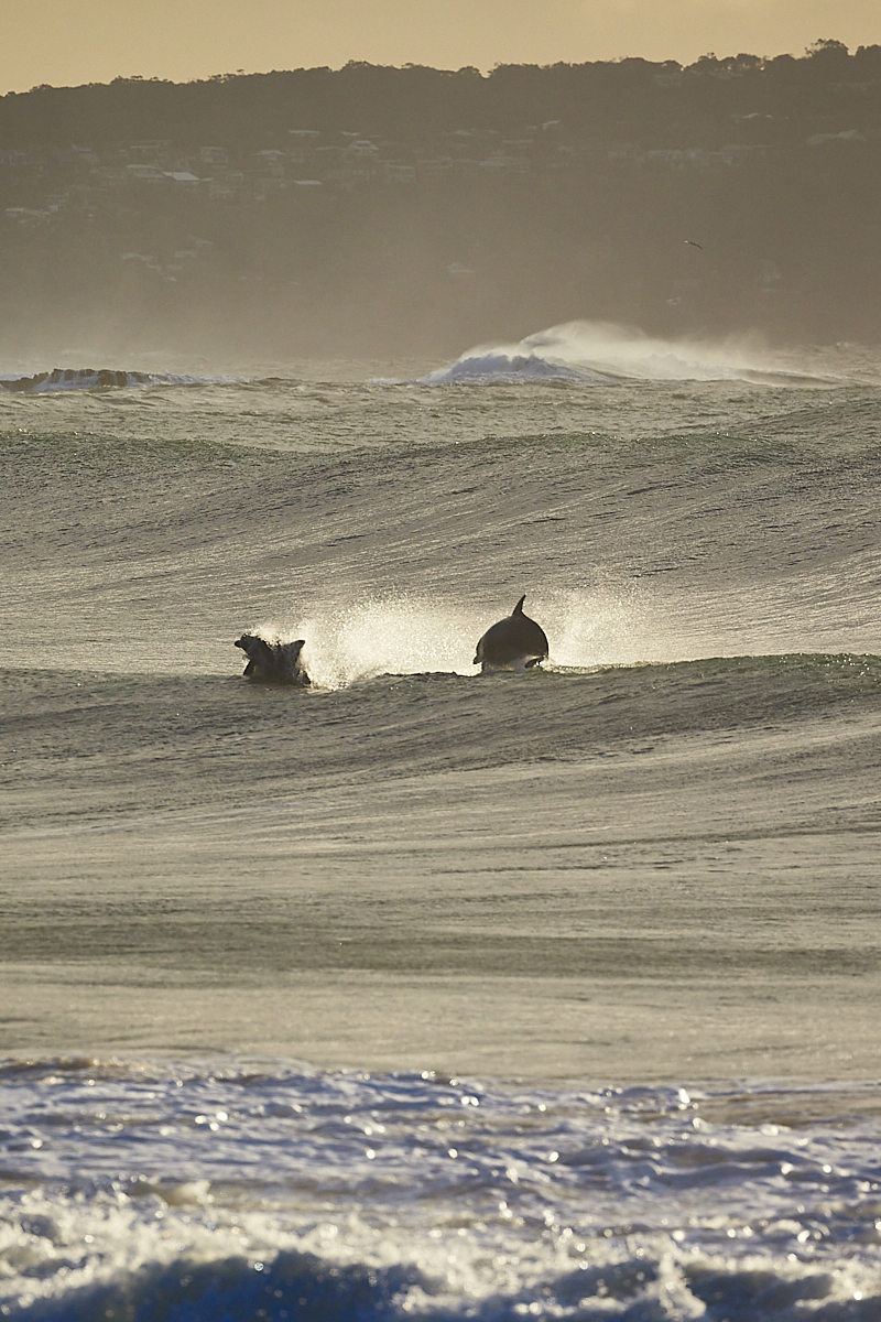 Big July Swell 2020