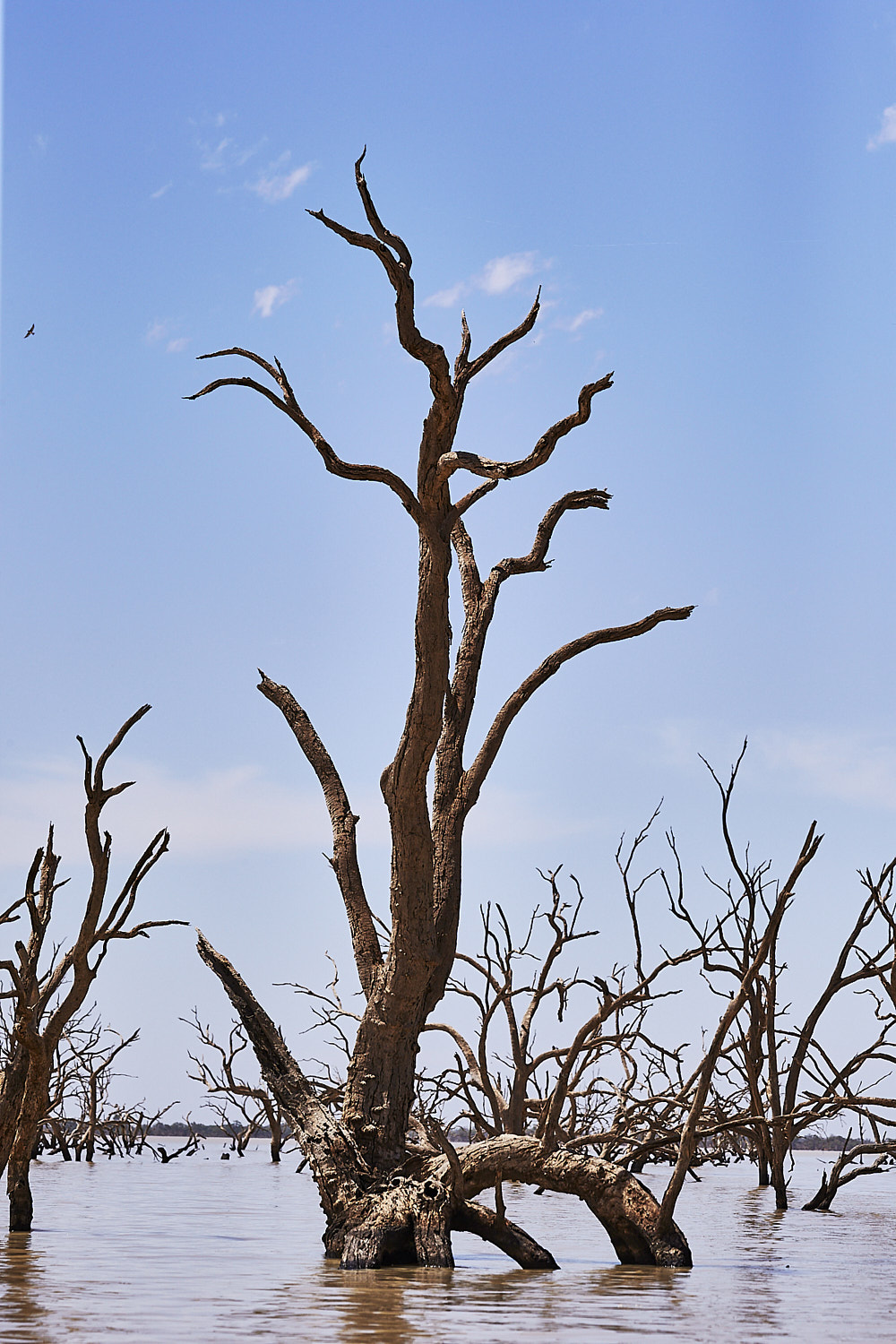 Texas Downs, Lake Pamamaroo Menindee NSW