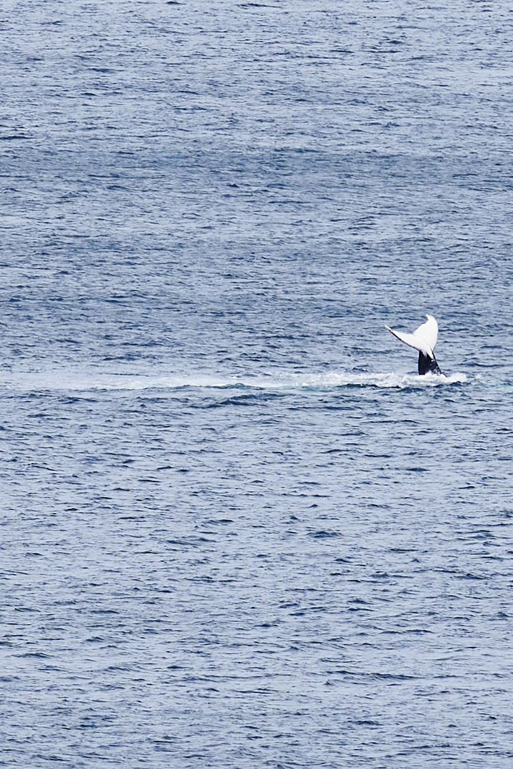 Humpback Whales